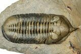Morocconites Trilobite Fossil - Multi-Toned Shell Coloration #334880-1